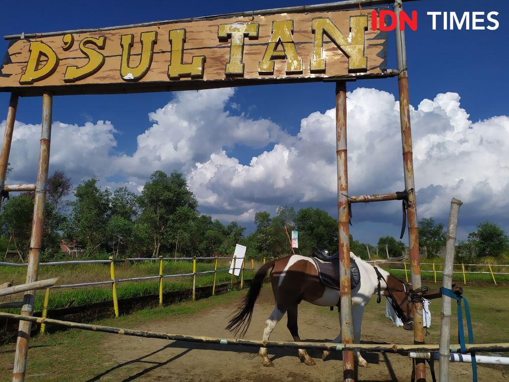 Nikmati Wisata Berkuda Sembari Merawat di D'Sultan Stable Palembang