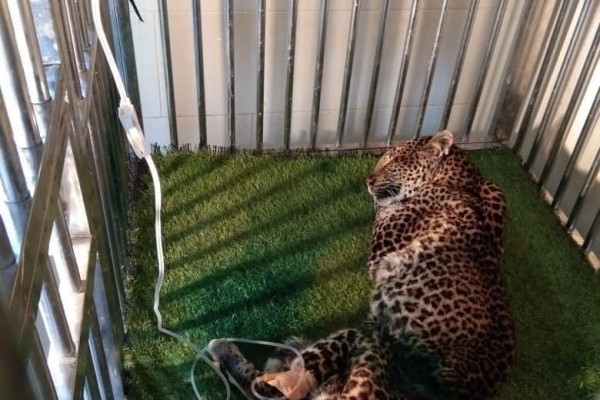 Macan Tutul Jawa Ditemukan Terluka di Kawah Putih Ciwidey