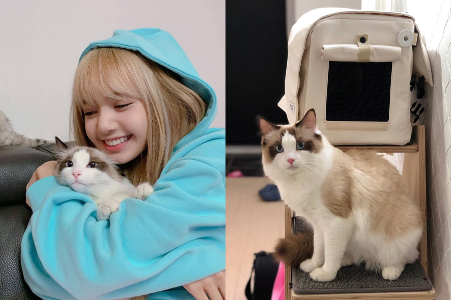 10 Ras Kucing Peliharaan Idol KPop, Ada Milik Lisa BLACKPINK!