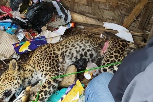 Sempat Dirawat, Macan Tutul Jawa yang Ditemukan di Ciwidey Mati