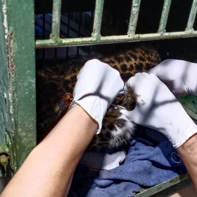 Macan Tutul Jawa Ditemukan Terluka di Kawah Putih Ciwidey