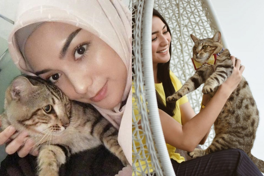 7 Ras Kucing Peliharaan Artis Indonesia Paling Mahal, Seharga Mobil!