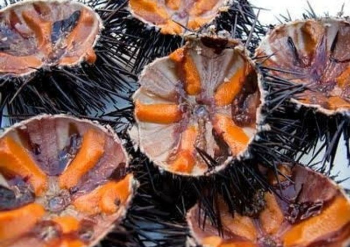 Gak Nyangka, Hewan Berbahaya Ini Ternyata Jadi Makanan Khas Lampung