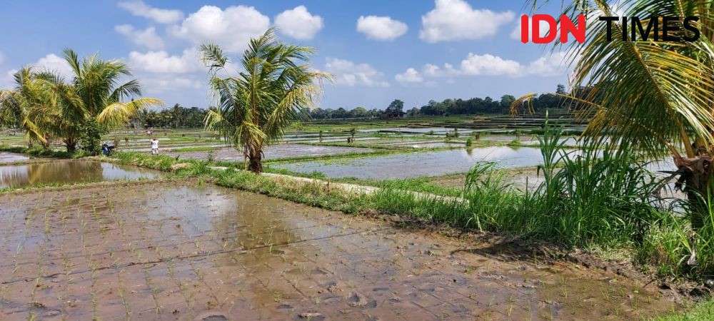 3100 Hektare Persawahan yang Dilindungi di Tabanan Dihapus
