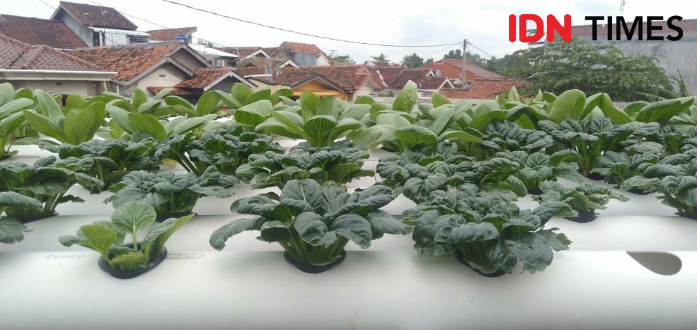 Kala Millennial Lampung Tertarik Bisnis Sayuran Hidroponik
