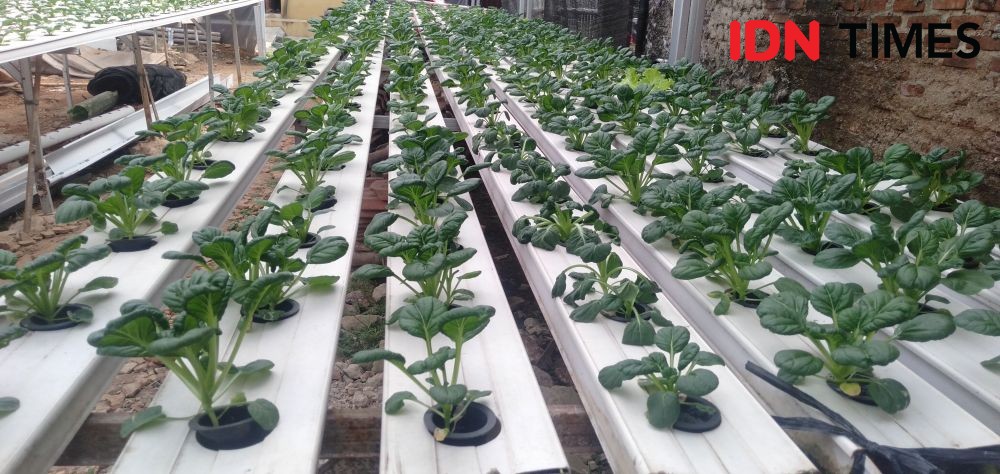 Kala Millennial Lampung Tertarik Bisnis Sayuran Hidroponik