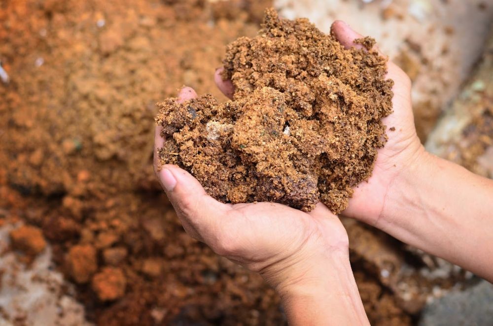 5 Tips Ampuh Menghilangkan Rasa Pahit pada Bunga Pepaya