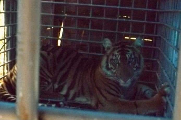 Harimau Sri Nabilla akan Dilepasliarkan di Hutan TNGL Aceh