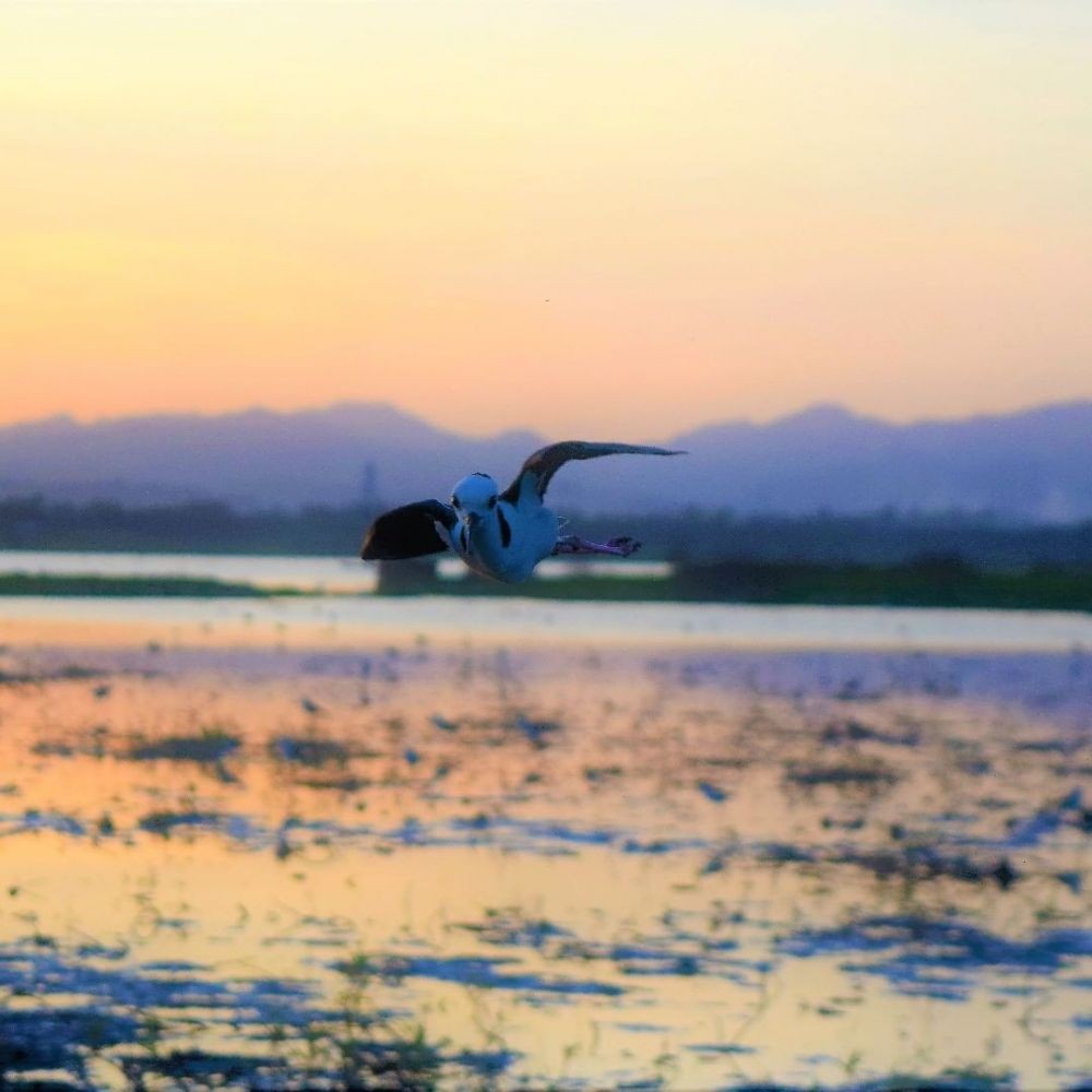 Cerita Warga Melihat Naga Terbang di Atas Danau Limboto Gorontalo