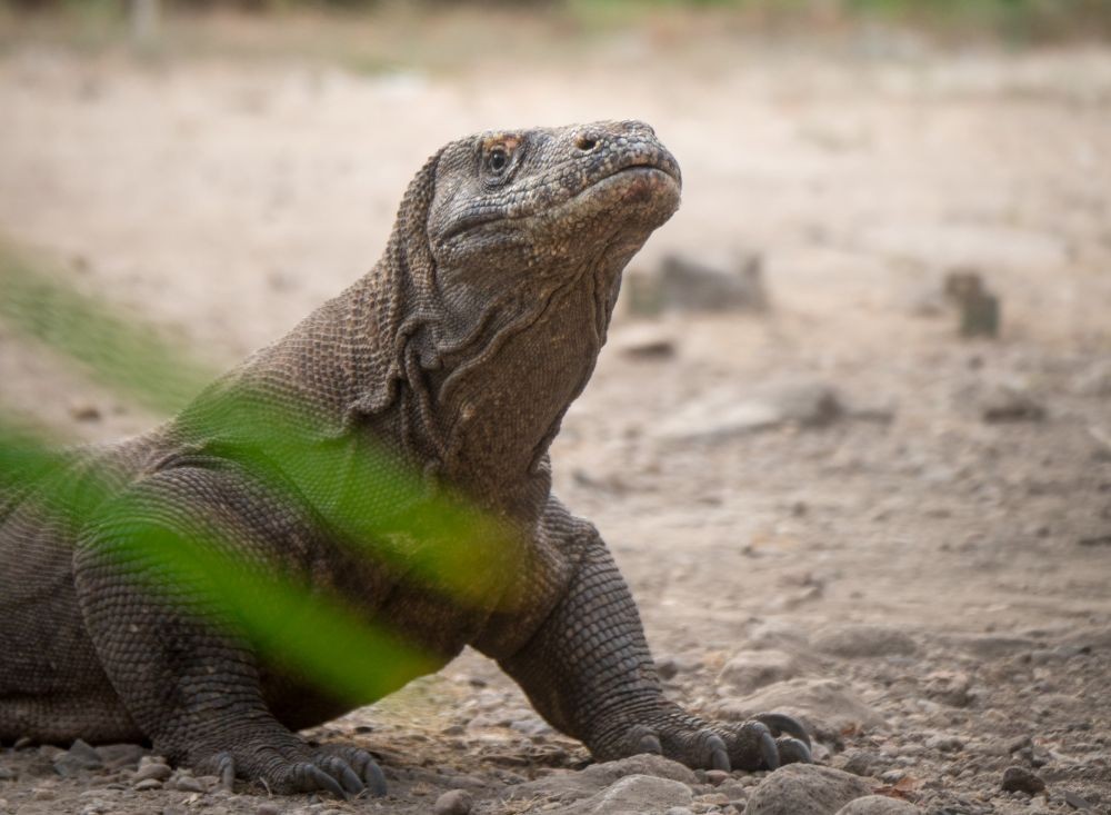 Tolak Pembangunan Jurassic Park Komodo, Massa di Malang Gelar Aksi 