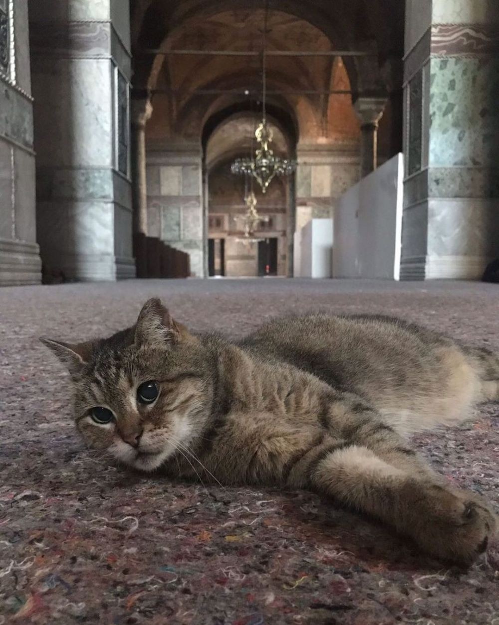 Tutup Usia, 9 Fakta Unik Gli Kucing Istimewa di Masjid Hagia Sophia