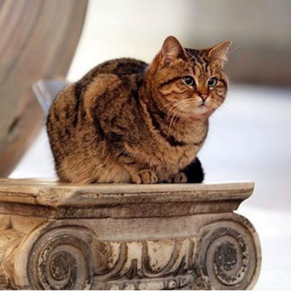 Tutup Usia, 9 Fakta Unik Gli Kucing Istimewa di Masjid Hagia Sophia