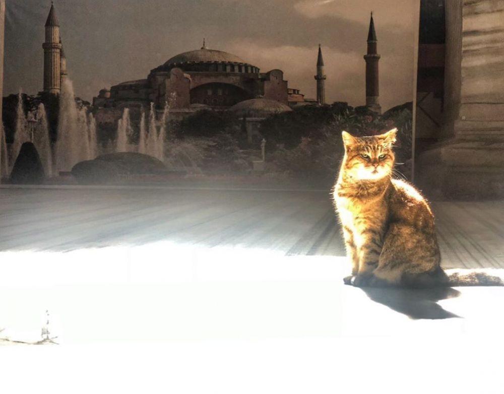 Fakta Gli Kucing Penjaga Masjid Hagia Sophia