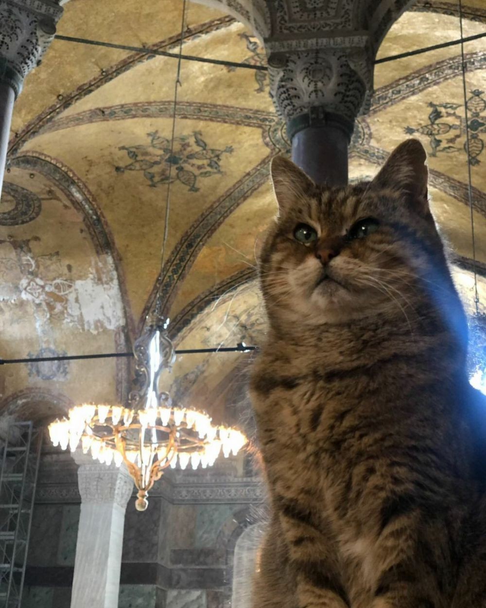 Tutup Usia, 9 Fakta Unik Gli Kucing Istimewa di Masjid Hagia Sophia