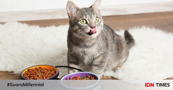 7 Kesalahan Terbesar saat Memberi Makan Kucing, Bisa Bikin Sakit