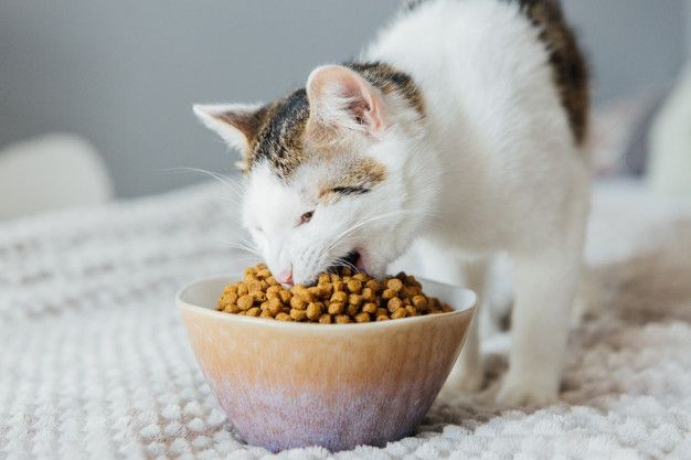 7 Kesalahan Terbesar saat Memberi Makan Kucing, Bisa Bikin Sakit