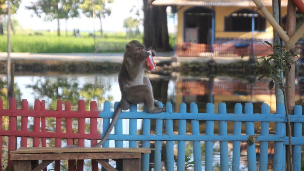 6 Tempat Paling Angker di Indramayu, Ada Kerajaan Gaib yang Misterius