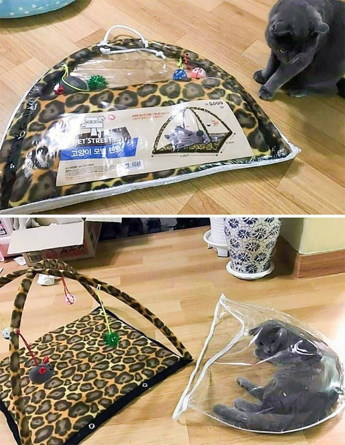 10 Potret Kucing, Diberi Kasur Bagus Malah Pilih Lainnya, Bikin Gemas!
