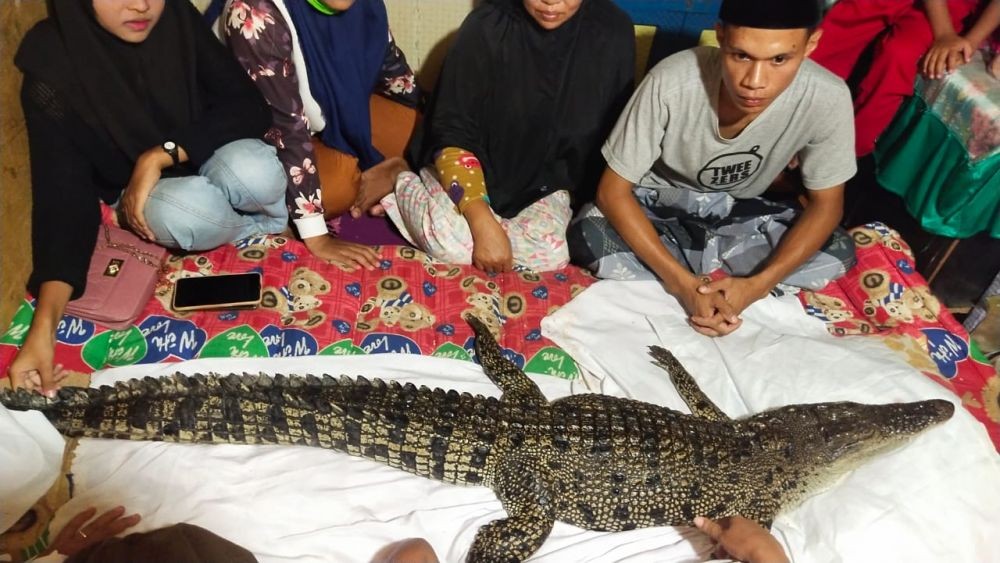 Keluar dari Sungai, Buaya di Makassar Disebut Mencari Keluarga Manusia