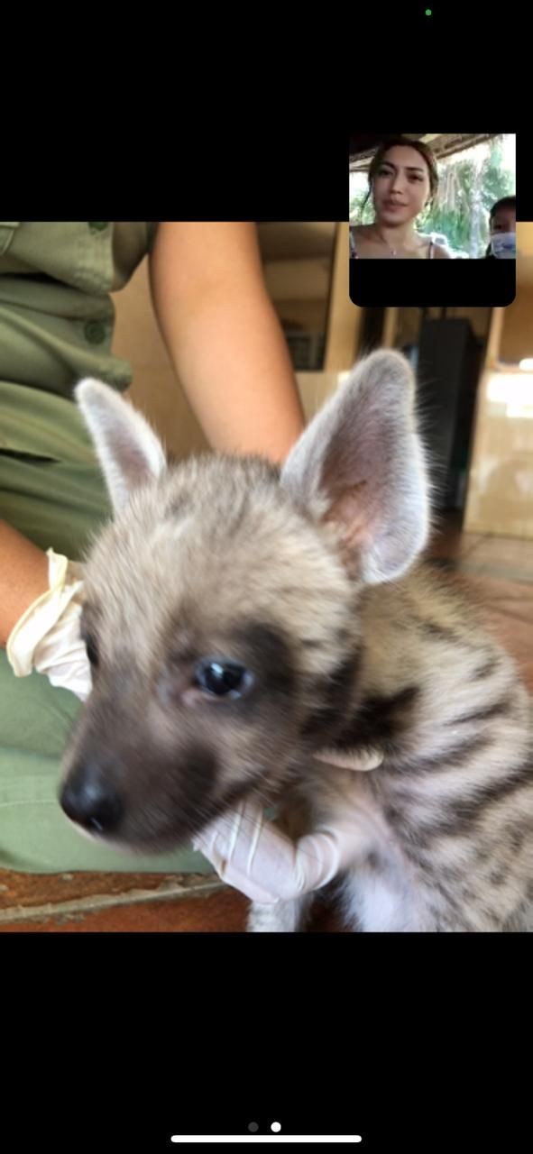 Hai Mooi, Unyu Banget! Bayi Hyena Lahir di Bali dan Jadi yang Pertama