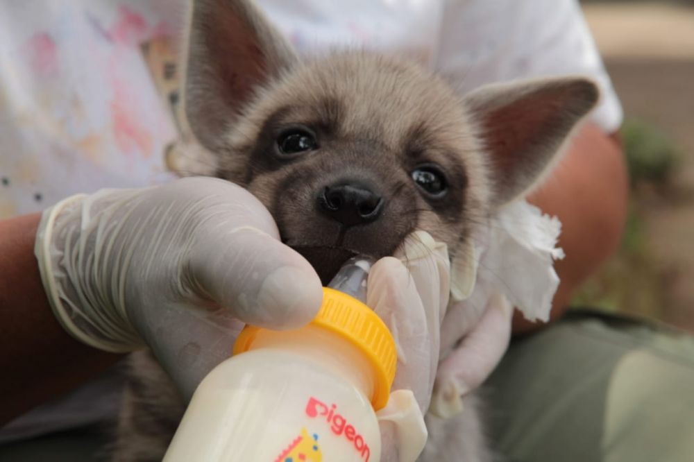 Hai Mooi, Unyu Banget! Bayi Hyena Lahir di Bali dan Jadi yang Pertama