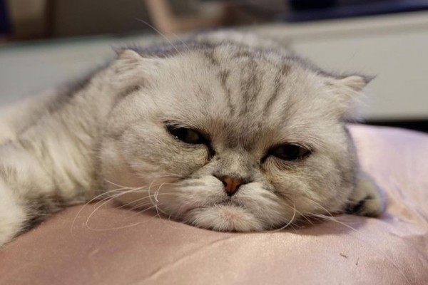 Punya Wajah Galau, 10 Kucing Jadi Tenar