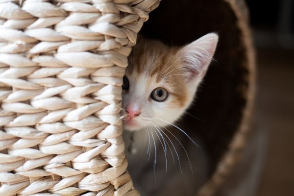 7 Tips atau Cara Menemukan Kucing yang Hilang dengan Cepat