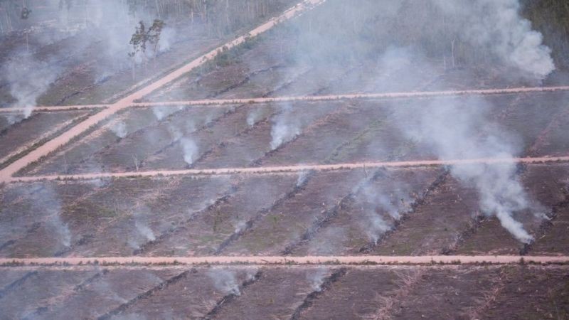 Raksasa Sawit Korindo Berupaya Bungkam LSM dengan Gugatan SLAPP