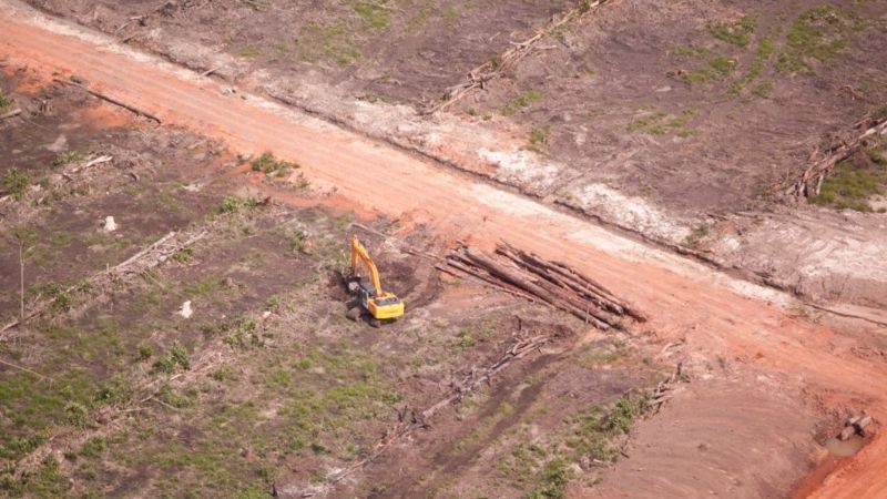 Panut Hadisiswoyo: Pemerintah Harus Kerja Keras Mempertahankan Hutan