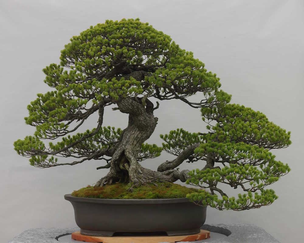 5 Jenis Bonsai Paling Langka dan Mahal, Ada yang Bunganya Cantik Nian!