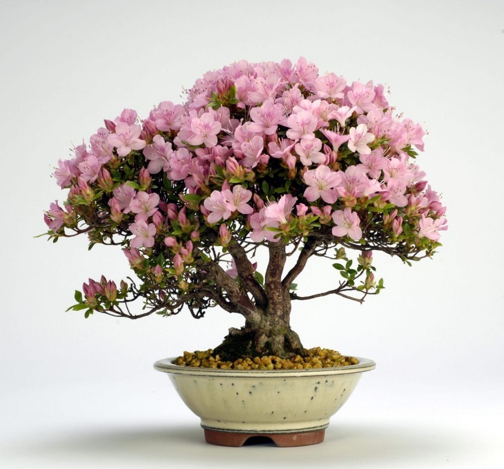 5 Jenis Bonsai Paling Langka dan Mahal, Ada yang Bunganya Cantik Nian!