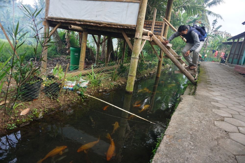 Kisah Rusady, Penggagas Kampung Ikan Hias di Banyuwangi