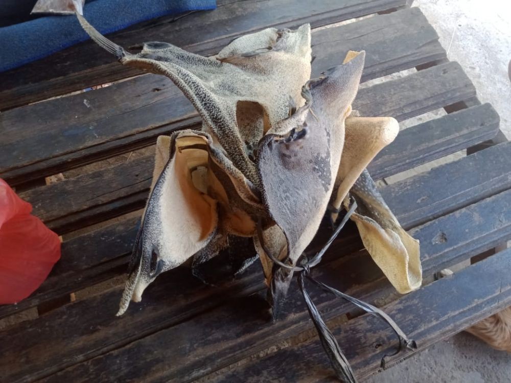 2 Anak Keracunan Kerupuk Kulit Ikan Buntal di Buleleng Bali
