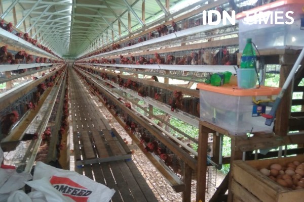 Harga Ayam Naik, Asosiasi Peternak Sumsel Beberkan Alasannya