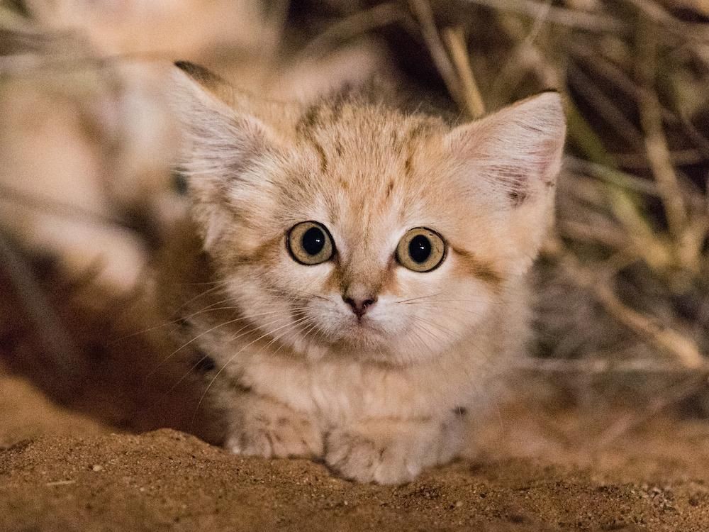 7 Jenis Kucing Liar di Hutan, Imut tapi Sangat Buas