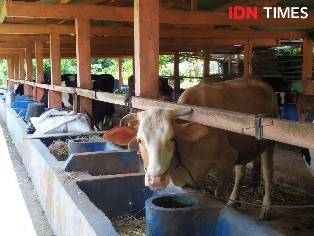 Dilarang Jual Beli Sapi, Peternak di Tabanan Diminta Bersabar