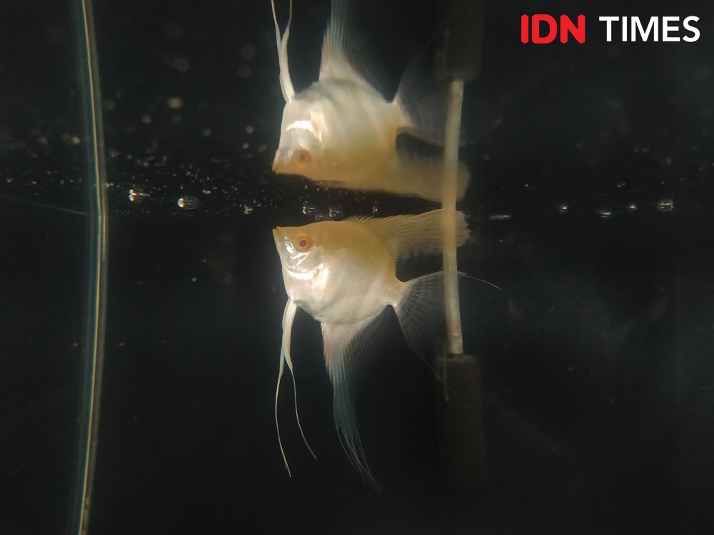 Cara Merawat Ikan Hias