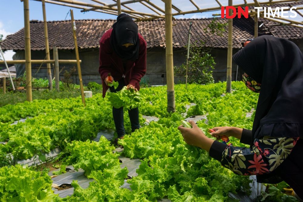 Bertani Organik Kala Pandemik, Mendorong Regenerasi Petani Millennial