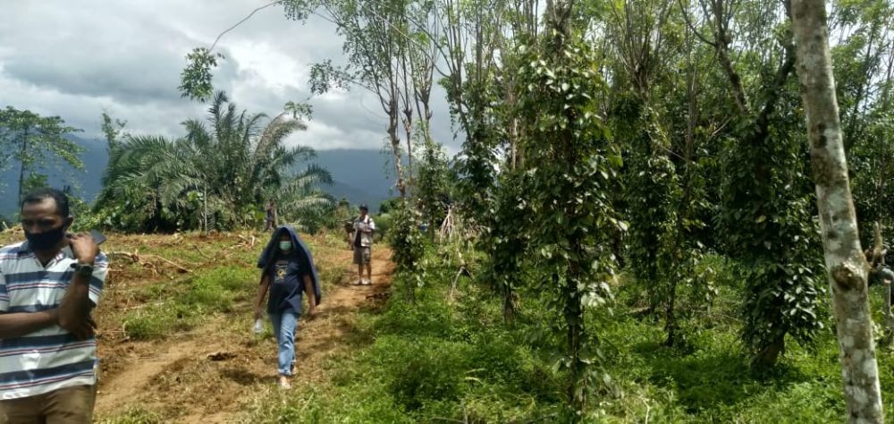 Masyarakat Adat Pamona di Luwu Timur Tergusur Kebun Sawit PTPN