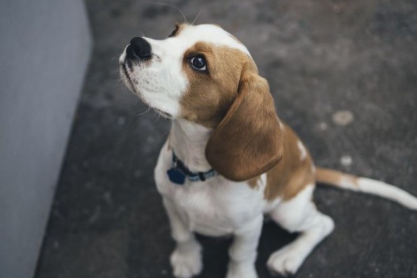 7 Ras Anjing Paling Nakal, Harus Sabar Memelihara Mereka, Kamu Punya?
