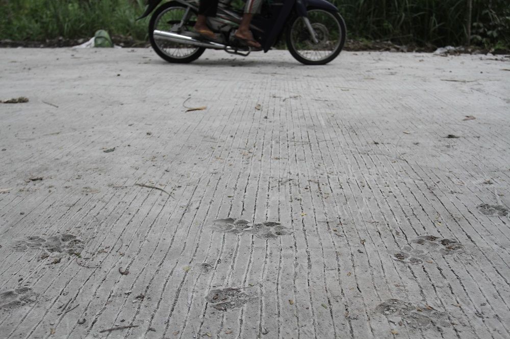 Ada Jejak Mirip Macan Tutul di Jalur Evakuasi Merapi, Ini Kata TNGM