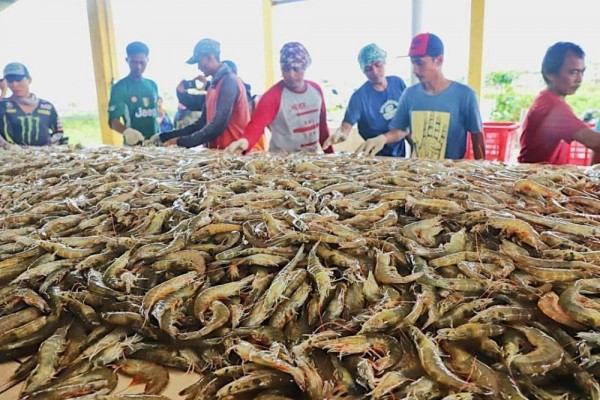 NTB Produksi 180,5 Ton Udang Vaname Selama 2022