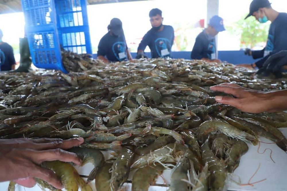 Resep Udang Saus Tiram yang Lezat, Menu Seafood Andalan