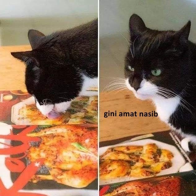 10 Meme Kocak Kucing Overthinking, Mikirin Apa Sih?