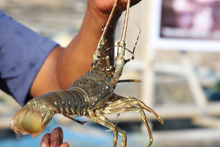 225.664 Benih Lobster Gagal Diselundupkan ke Luar Negeri Via Sumsel