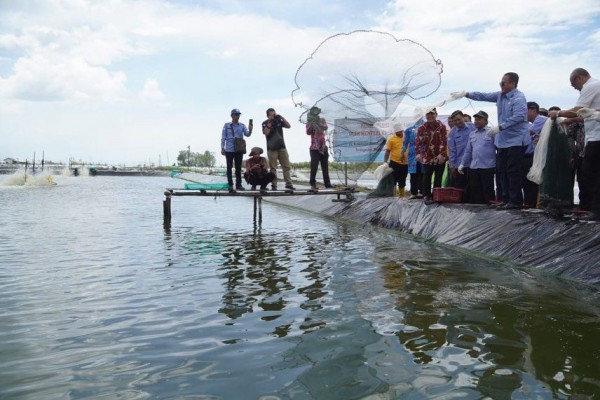 Di Balik Kejanggalan Ekspor Benih Lobster yang Bikin Geger