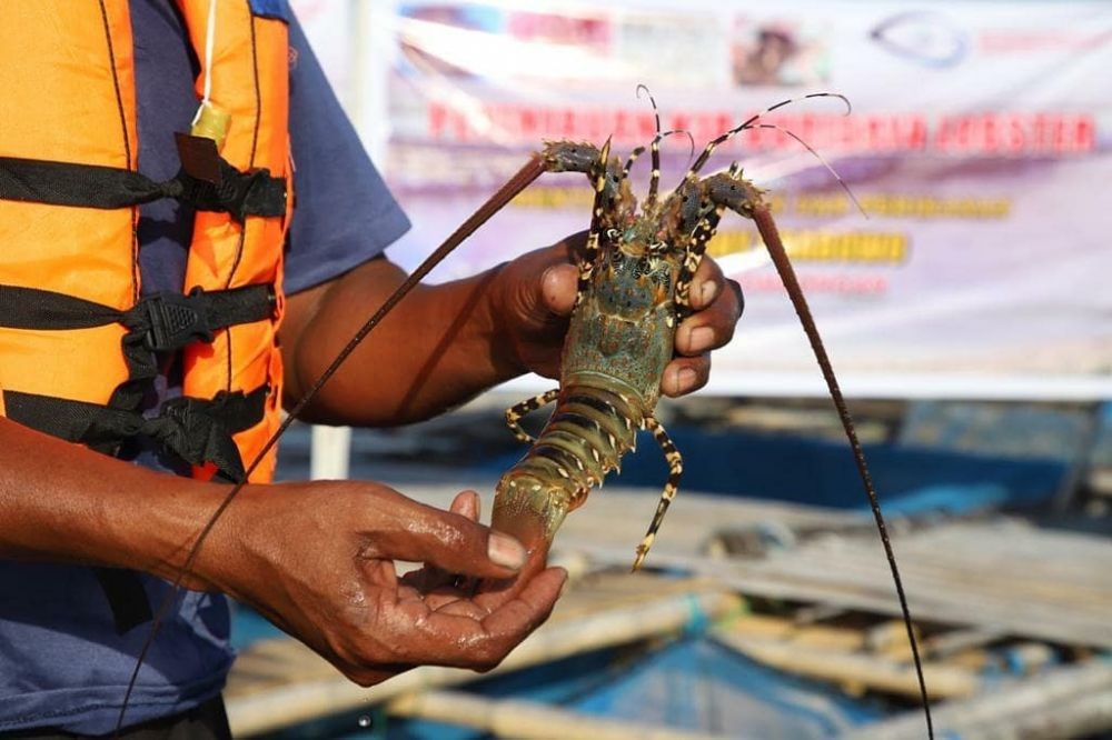 Warga Palembang Gagal Selundupkan 71 Ribu Benih Lobster  