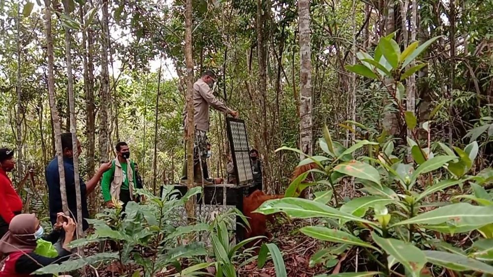 Orangutan Tapanuli Masuk ke Pemukiman karena Aroma Durian