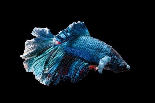 Pencuri Gondol Ikan Cupang Puluhan Juta, Polisi Tangkap Pelaku