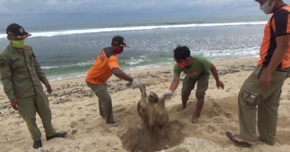 Lagi, Seekor Penyu Ditemukan Mati di Pantai Sepanjang Gunungkidul